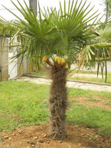 Chamaerops excelsa