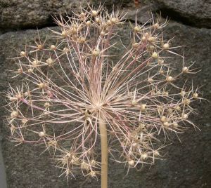 Allium christophii