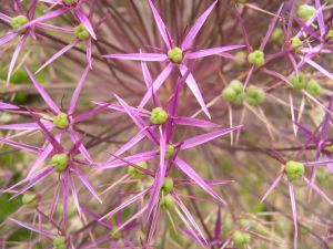 Allium christophii