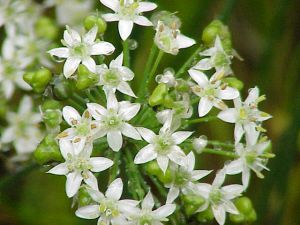 Allium tuberosum