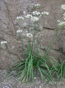 Ciboule de Chine