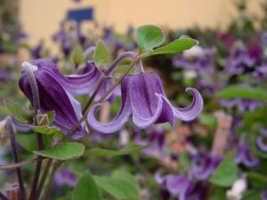 Clematis 'Fascination'