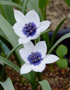 Tulipa humilis 'Alba Coerulea Oculata'