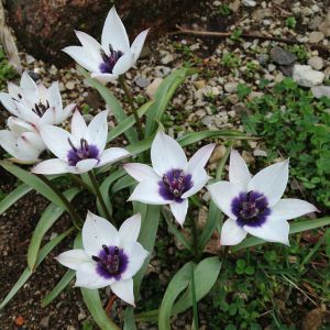 Tulipa humilis 'Alba Coerulea Oculata'