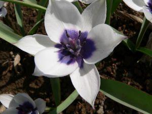 Tulipa humilis 'Alba Coerulea Oculata'