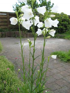 Campanula Persicifolia 'alba'