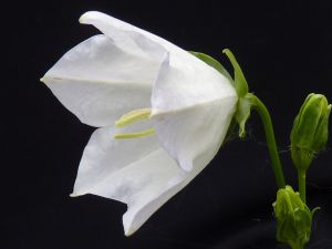 Campanula Persicifolia 'alba'