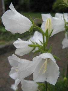 Campanula Persicifolia 'alba'