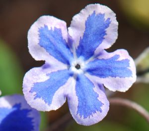 Omphalodes cappadocica 'Starry Eyes'