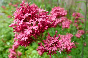 Centranthus ruber 'Kempenhof'
