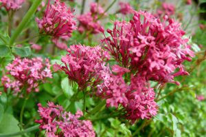 Centranthus ruber 'Kempenhof'