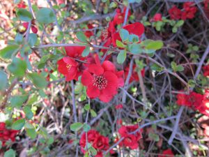 Chaenomeles japonica