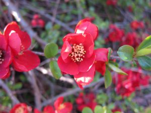 Chaenomeles japonica