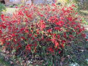 Chaenomeles japonica