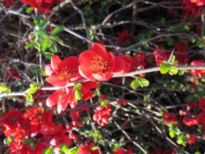 Chaenomeles japonica