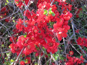 Chaenomeles japonica