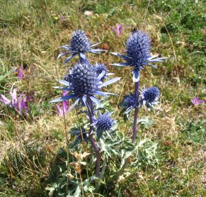 Eryngium bourgatti