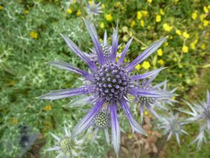 Eryngium bourgatti