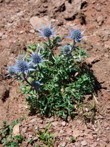 Eryngium bourgatti