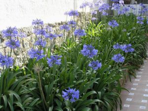 Agapanthus africanus