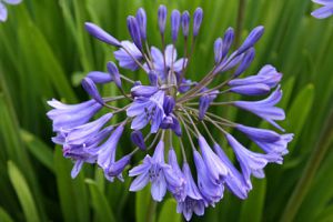 Agapanthus africanus