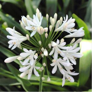 Agapanthus africanus 'Albidus'