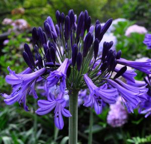 Agapanthus 'Black Pantha'