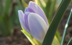 Crocus vernus 'vanguard'