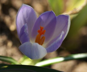 Crocus vernus 'vanguard'