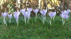 Crocus vernus 'vanguard'