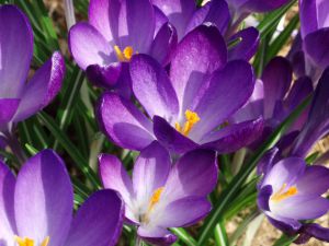 Crocus tommasinianus  'Ruby Giant'