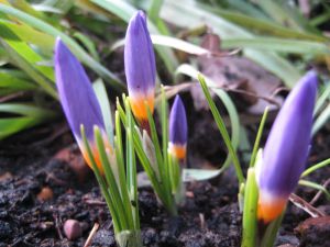 Crocus sieberi 'Tricolor'