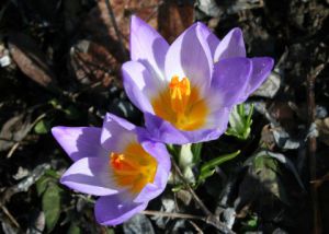 Crocus sieberi 'Tricolor'