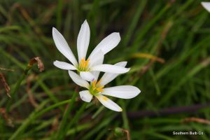 Zephyranthes candida