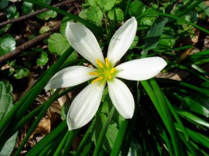 Zephyranthes candida