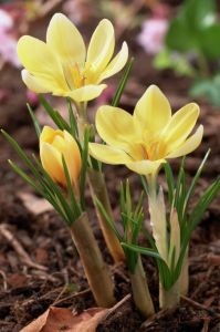 Crocus chrysanthus 'Romance'