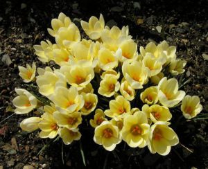 Crocus chrysanthus 'Romance'