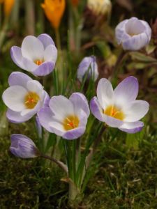 Crocus chrysanthus 'blue pearl'