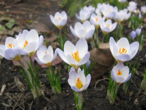 Crocus chrysanthus 'blue pearl'