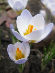 Crocus chrysanthus 'blue pearl'