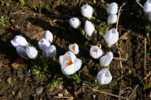 Crocus chrysanthus 'blue pearl'