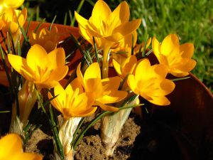 Crocus ancyrensis