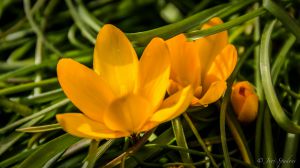 Crocus ancyrensis 'Golden Bunch'