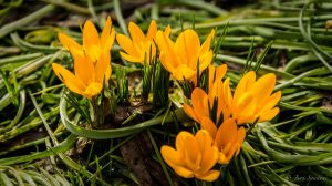 Crocus ancyrensis 'Golden Bunch'