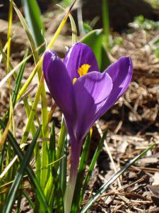 Crocus vernus 'Flower Record'
