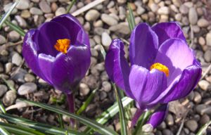 Crocus vernus 'Flower Record'