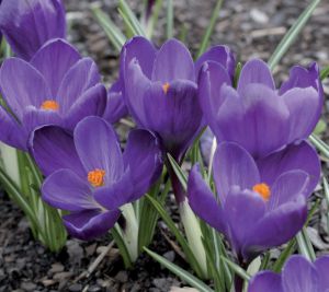 Crocus vernus 'Flower Record'