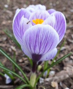 Crocus vernus 'striped'