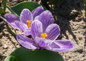 Crocus vernus 'striped'