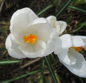 Crocus vernus 'Jeanne d'Arc'